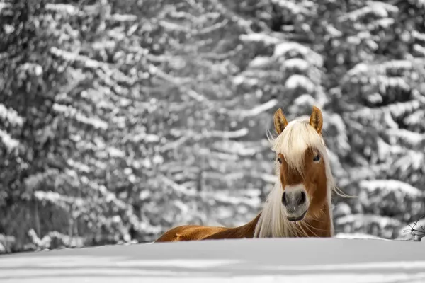 Cavalo na neve Imagem De Stock