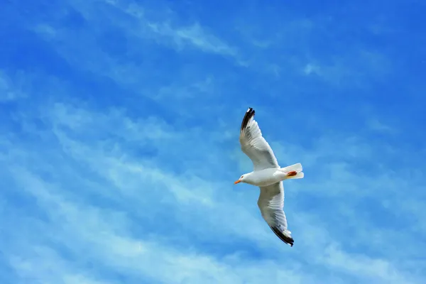 一只飞翔的海鸥 — 图库照片