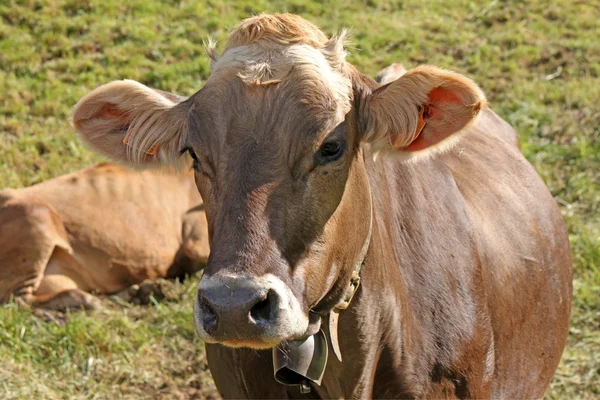 Uma vaca curiosa — Fotografia de Stock