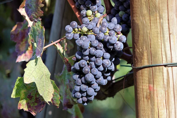 A bunch of black grapes — Stock Photo, Image