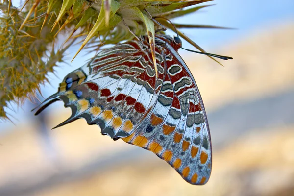 An exotic butterfly on a thistle flower — Stock Photo, Image