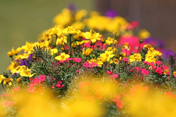 彩色高山花卉 — 图库照片