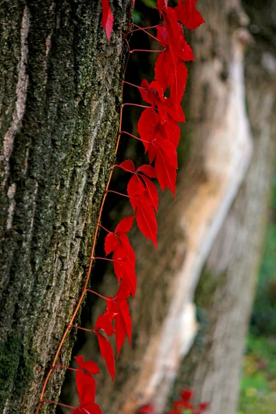 Czerwone liście na szary kory — Zdjęcie stockowe