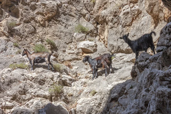 Chèvres de montagne grimpant sur les rochers — Photo