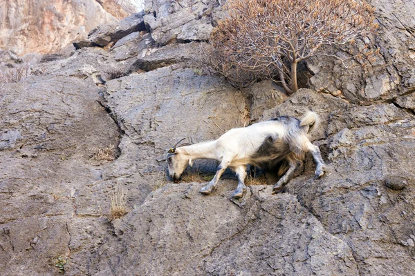 Mountain goats climbing on the rocks — Stock Photo, Image
