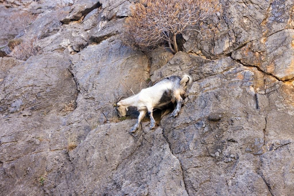 Mountain goats climbing on the rocks — Stock Photo © mrxiao 27655401