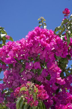 Crete flowers clipart