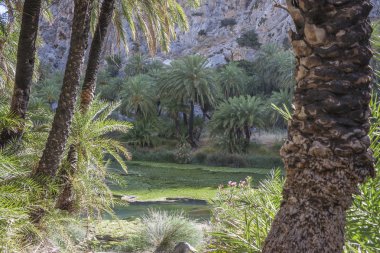 Preveli, palmiye koru