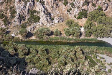 Preveli, palmiye koru