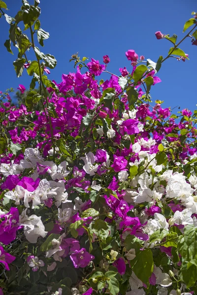 Kreta bloemen — Stockfoto