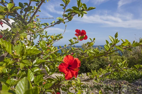 克里特岛鲜花 — 图库照片