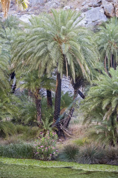 Preveli, palm grove — Stockfoto