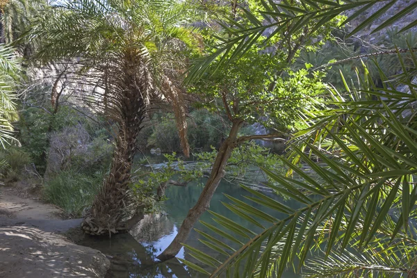 Preveli, palmiye koru