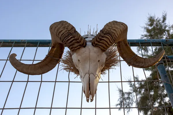 Big Horn Sheep Skull — Stock Photo, Image