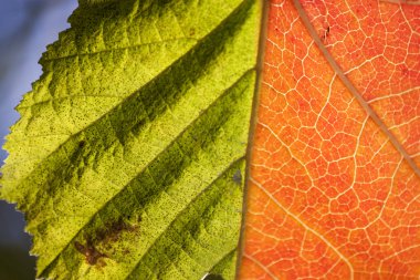 yaprak ile doğal arka plan