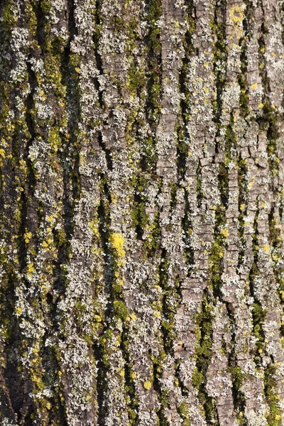 Bakgrund med bark av ett gammalt träd Stockbild