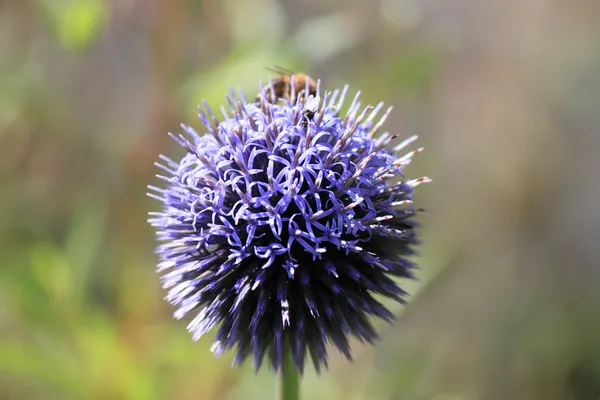 A bee sucking nectar — Stock Photo, Image