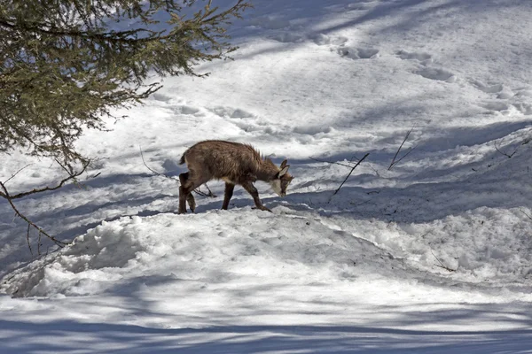 Cachorro de gamuza, Parque Nacional, Aosta — Foto de Stock