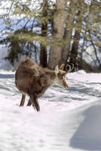 Chamois en el Parque Nacional, Aosta — Foto de Stock