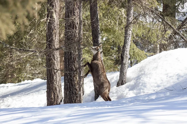 Gämsen im Nationalpark, Aosta — Stockfoto