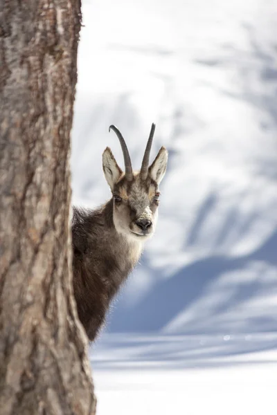 Chamois en el Parque Nacional, Aosta — Foto de Stock