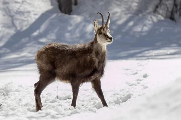 Chamois en el Parque Nacional, Aosta — Foto de Stock