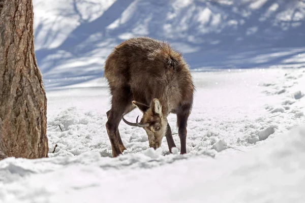 Chamois en el Parque Nacional, Aosta — Foto de Stock