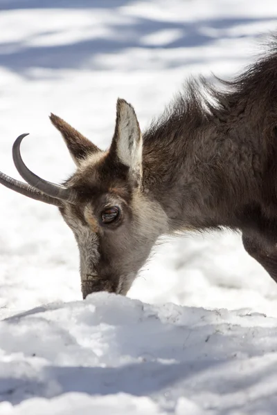 Chamois en el Parque Nacional, Aosta — Foto de Stock