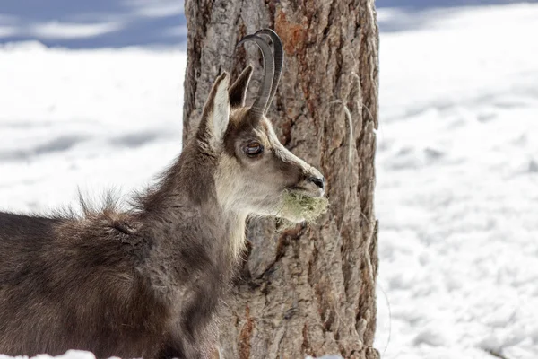 Camosci nel Parco Nazionale di Aosta — Foto Stock