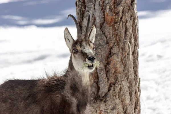 Camosci nel Parco Nazionale di Aosta — Foto Stock