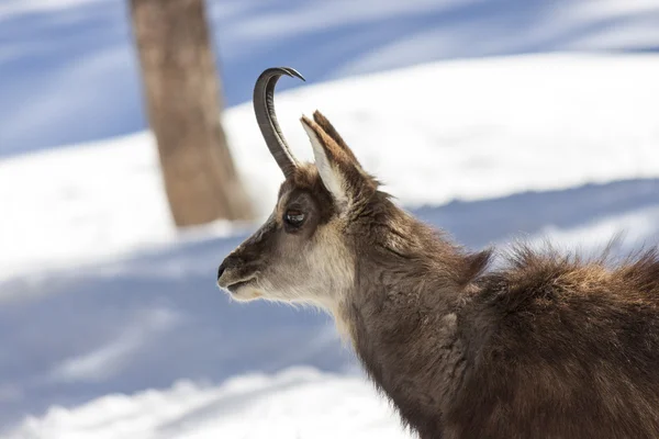 Camosci nel Parco Nazionale di Aosta — Foto Stock