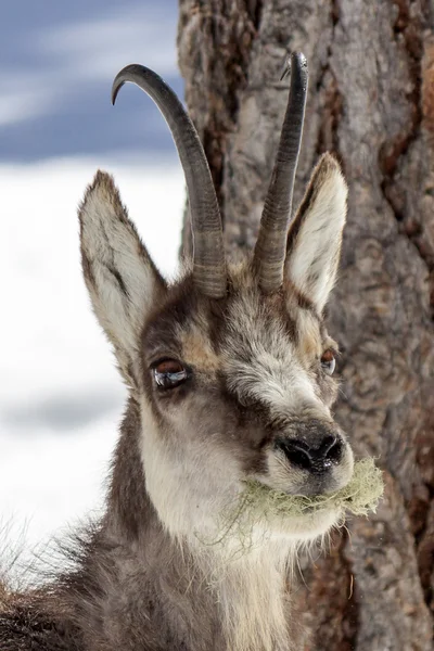 Chamois i nationalparken, aosta Stockbild