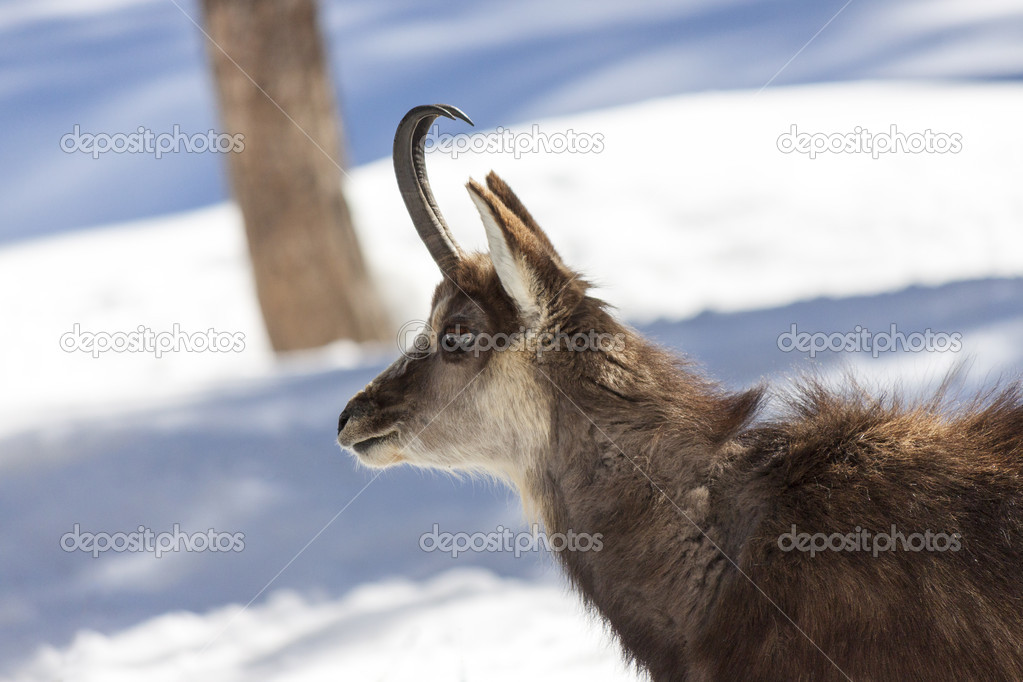 Chamois in the National Park, Aosta