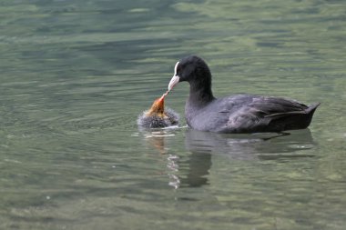 A coot feeds her chick clipart