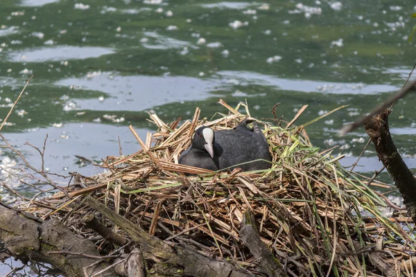 A coot in the nest — Stock Photo, Image