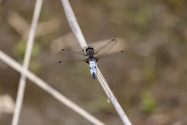 A blue dragonfly — Stock Photo, Image