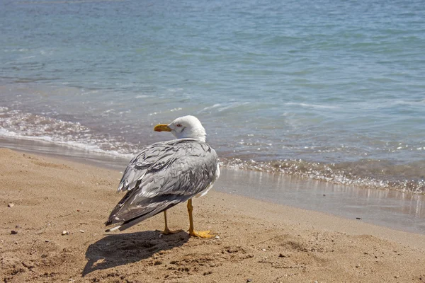 Seekor burung camar berhenti untuk beristirahat di pantai — Stok Foto