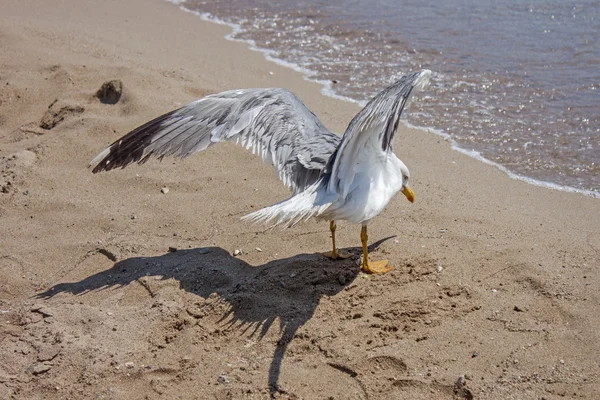 Seekor burung camar berhenti untuk beristirahat di pantai — Stok Foto