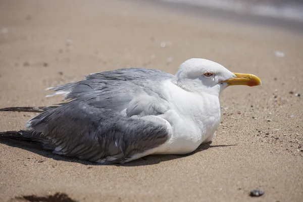 Seekor burung camar berhenti untuk beristirahat di pantai — Stok Foto