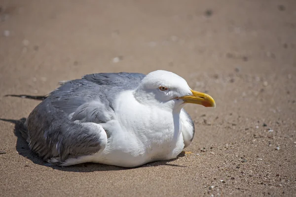 Uma gaivota parar para descansar na praia — Fotografia de Stock