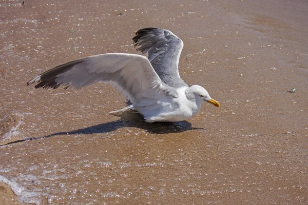 Seagull stopp för vila på stranden — Stockfoto