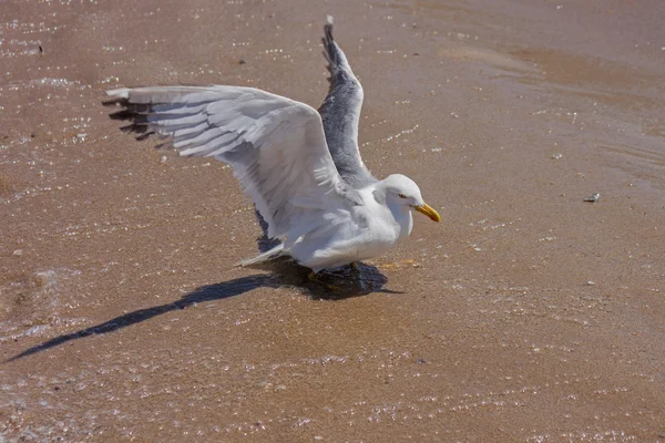Чайка остановка, чтобы отдохнуть на пляже — стоковое фото