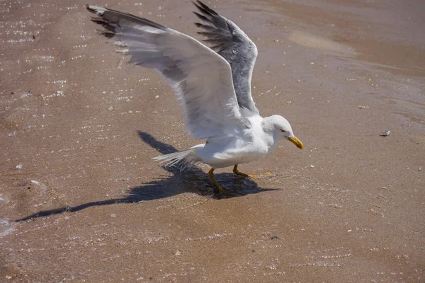 Uma gaivota parar para descansar na praia — Fotografia de Stock