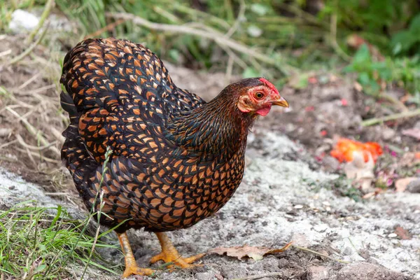 ワイアンドット族の鶏が農場で自由に歩き回っている ワイアンドットの鶏はそこに無料の範囲の卵のために保持されます 鳥は自由に歩き回ることができる ストック画像