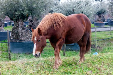 Tarlada otlayan bir asker atı. Tatlı mizaçları ve konforlarıyla yetiştirildikleri için harika yarış atları olurlar.. 