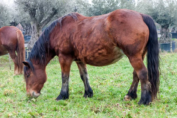 Draghäst Betet Ett Fält Uppfostrade För Sitt Söta Temperament Och — Stockfoto