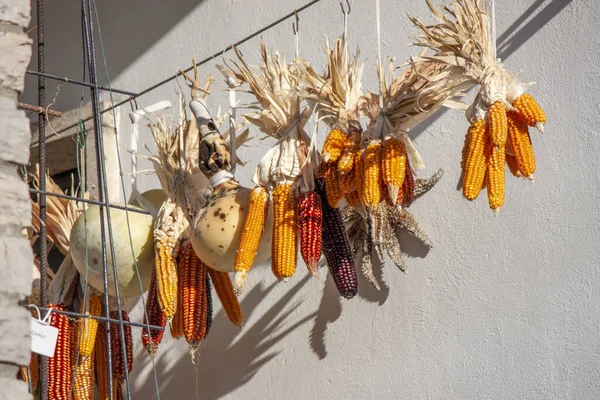 Сушеные Початки Колосья Кукурузы Свисающие Нейлоновой Струны Кукуруза Традиционно Подвешивается — стоковое фото