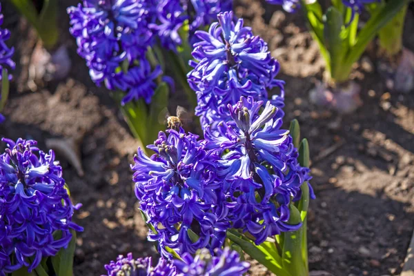 Floração Jacintos Violetas Perfumados — Fotografia de Stock