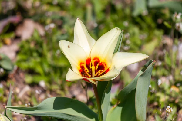 郁金香 Tulipa Fosteriana 是一种郁金香 原产于帕米尔山脉和邻近的阿富汗 吉尔吉斯斯坦 塔吉克斯坦和乌兹别克斯坦地区 — 图库照片