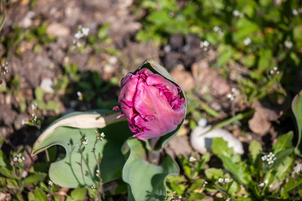 Close Van Een Zwarte Papegaai Tulipa Tulipa Gesneriana Papegaai — Stockfoto